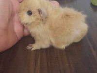 Peruvan ginepig yavrumuz