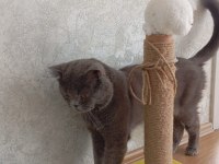 British shorthair sevgi yumağı 1.5 2 yaş
