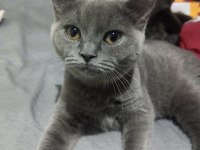 5 aylık british shorthair kedilerim