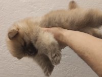 60 günlük pomeranian yavrular iç dış paraziti yapıldı