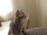 İki Aylık Erkek British Shorthair