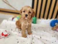 AŞILI PASAPORTLU MİKROÇİPLİ MALTİPOO  YAVRULARIMIZ 