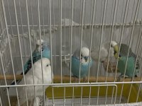 4 adet muhabbet kuşu damızlık