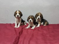 Sevimli Ve Oyuncu Beagle Yavruları
