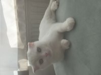 4 aylık scottish fold oğlumuz