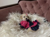 MALTESE YAVRULAR MALTİPO VE TOY POODLE YAVRULAR ANKARA