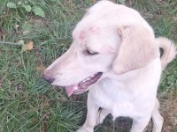 LABRADOR KÖPEĞİMİZİ SAHİPLENDİRME