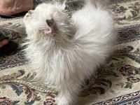 British Longhair