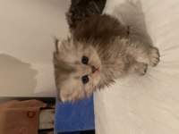 Nadir bulunan cinsler british longhair
