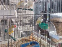 Sahibinden üretim ispinozlar