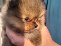 Mini Pomeranian Boo Bebekler