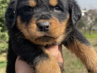Koca kafa rottweiler yavrular son 1 dişi 1 erkek