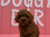 KIVIR KIVIR POODLE YAVRULARIM ÖMÜRLÜK AİLESİNİ ARIYOR