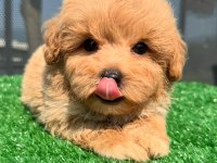 F2 MALTİPOO YAVRULARI