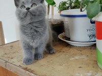BRİTİSH SHORTHAİR 2 AYLIK