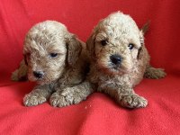Maltipoo yavrularım yeni yuvasını bekliyor