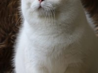 By22 Erkek yavru safkan british shorthair
