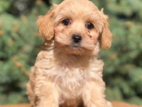 SAFKAN UYGUN MALTİPOO YAVRULAR