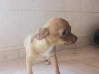 Üç aylık dişi chihuahua