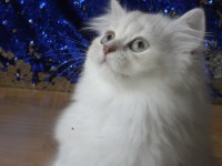 Sağlıklı ve oyuncu bebek british longhair