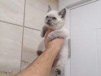BRİTİSH SHORTHAİR BEBEKLER