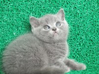 Yuvarlak Kafa Gri British Shorthair