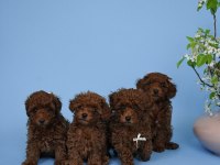 Irk Garantili Toy Poodle Yavruları