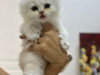 Tarifsiz güzellikte 2 scottish fold / straight yavru