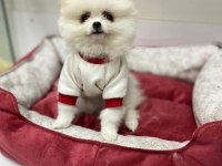 Mükemmel Kaliteli Pomeranian Yavrumuz