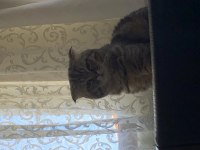 British shorthair kırma beyimize yuva arıyoruz
