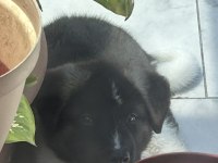 American Akita Erkek Henüz 8 Haftalık
