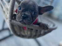 Tiger Renk Mükemmel Görsel French Bulldog