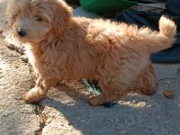 Poodle tadında çakma değil orjinal maltipoo