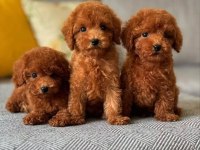 Kıpkırmızı maltipoo bebekler yeni evine gitmeye hazır