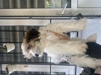 0 saf morkie