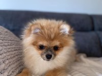 POMERANİAN YAVRULARIMIZ