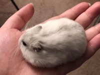 HAMSTER GONZALES YAVRULARIMIZ HERYERE GÖNDERİM