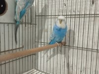 2 yaşında yavru alınmış muhabbet kuşu takımı