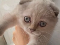 Dişi scottish fold yavrularım