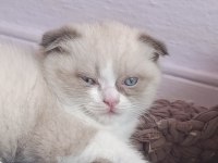British Shorthair Fold Bicolor