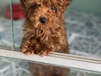 Ankaranın en özel toy poodle yavruları