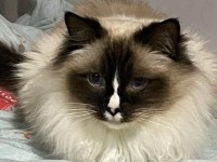 SAFKAN RAGDOLL KEDİMİZ