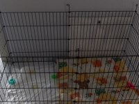 4 aylık pomeranian boo