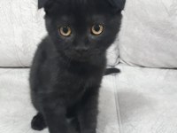 Yavru scottish fold