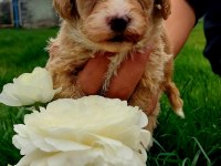 Maltipoo yavruları