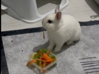 Netherland Dwarf Cüce Tavşan 1 Yaşında ve Tüm Eşyaları