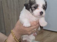 Anne pomeranian baba sıfır numara terrier üç yavrumuz