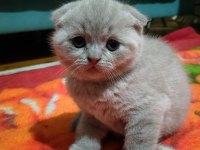 Sahiplendirme 2 aylık scottish fold