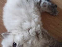 British blue point british longhair bebek