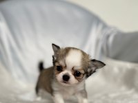 biblo bebek chihuahua